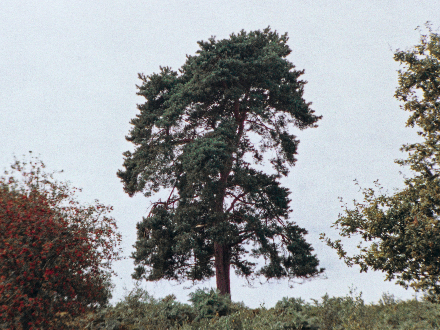 Man Or Tree
