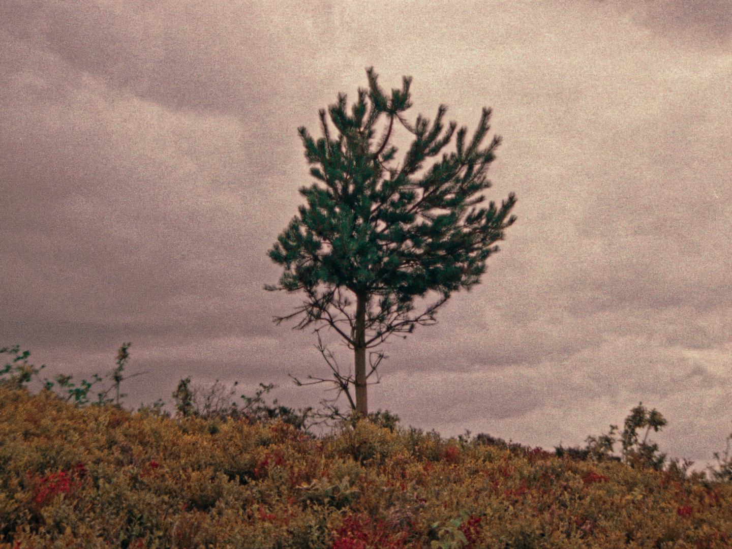 Man Or Tree
