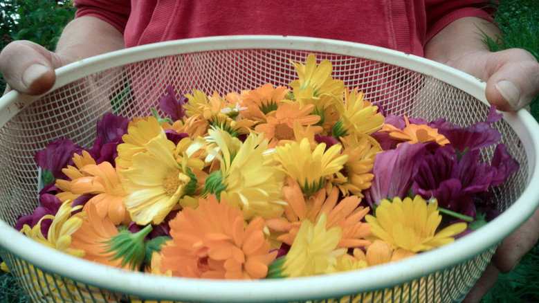 Flying Scents - of Plants and People