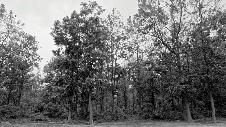 Ghost of the Golden Groves