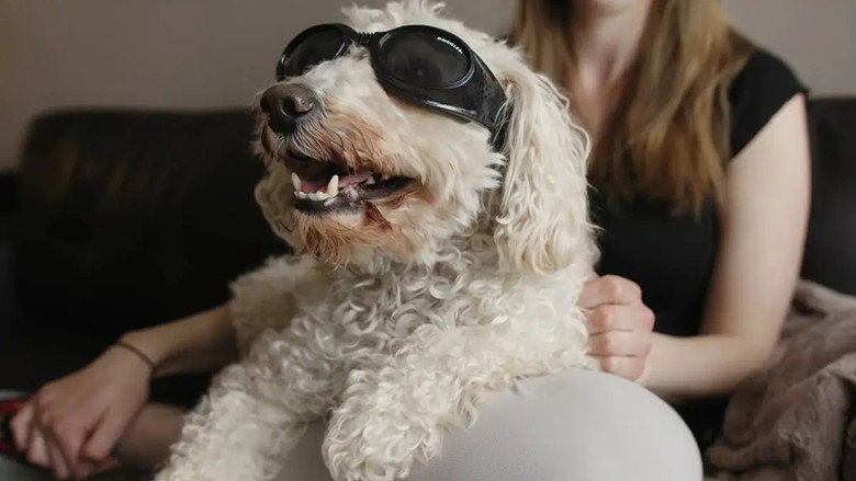 In Dog Years