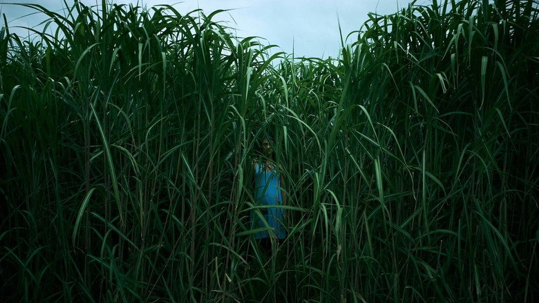 In the Tall Grass