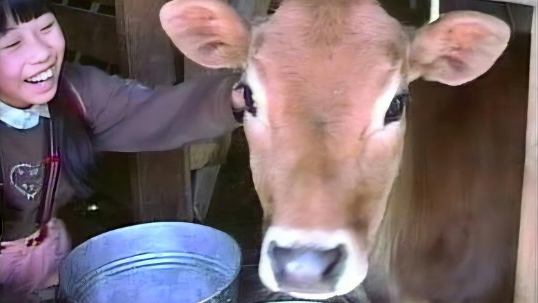 Lessons from a Calf