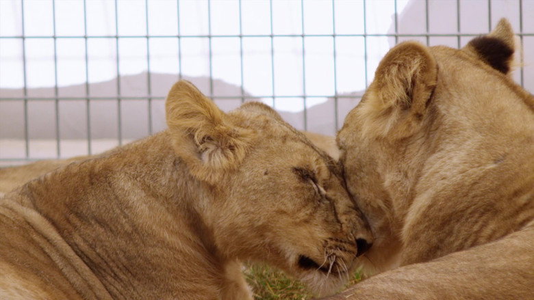 Lion Ark