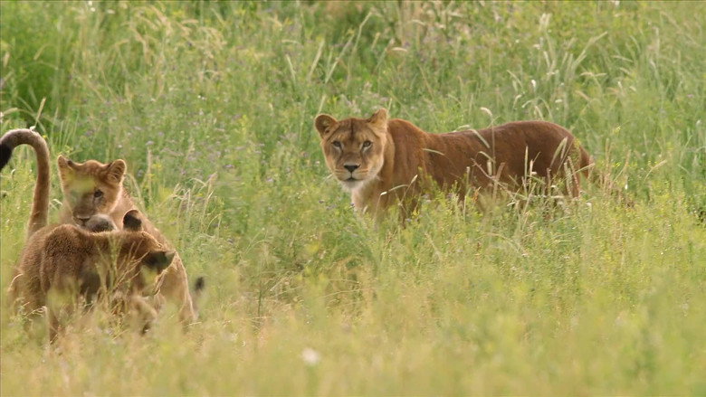 Lion Ark