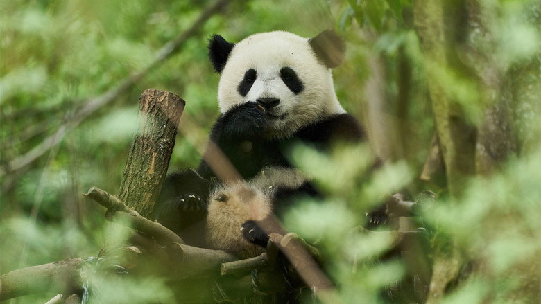 Moon the Panda