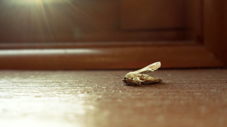 MothBlight