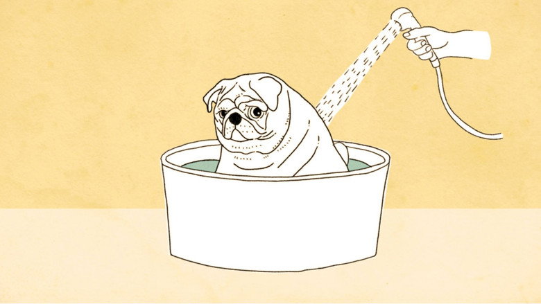 Old Dog