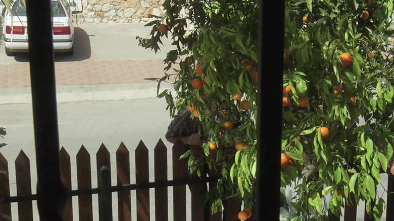 Oranges