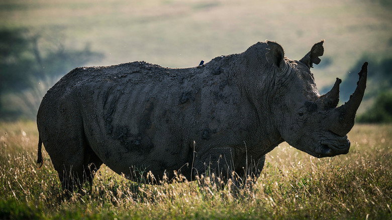 Rhino