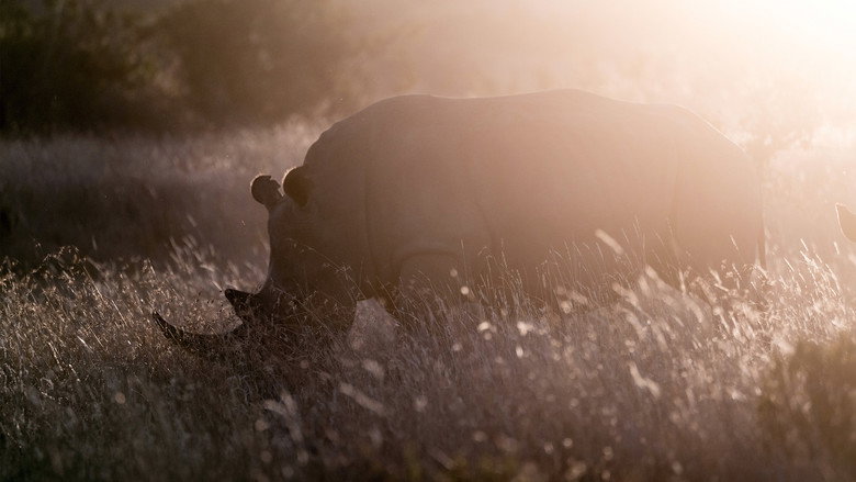 Rhino