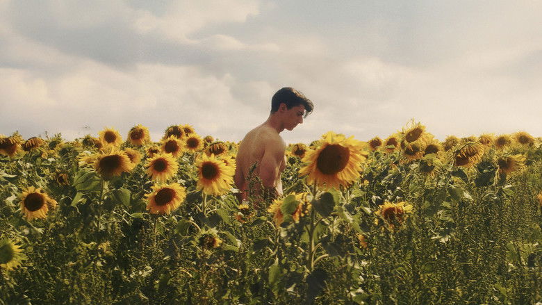 Dans les tournesols