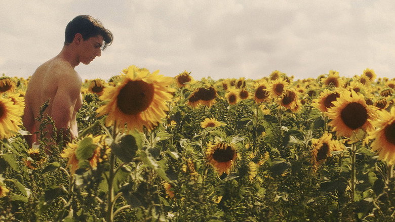 Dans les tournesols