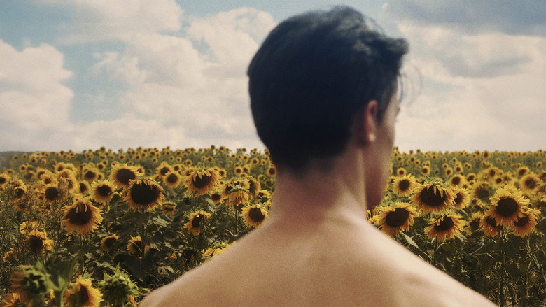 Dans les tournesols