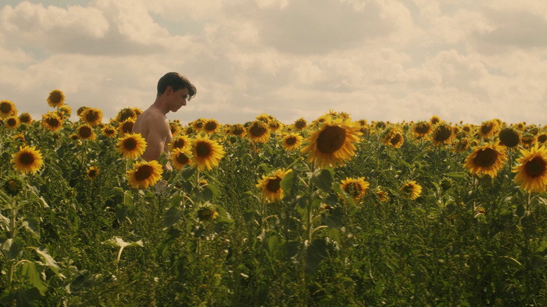 Dans les tournesols