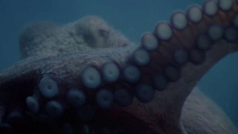 Tentacles