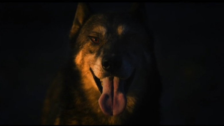 The Dog in My Headlights