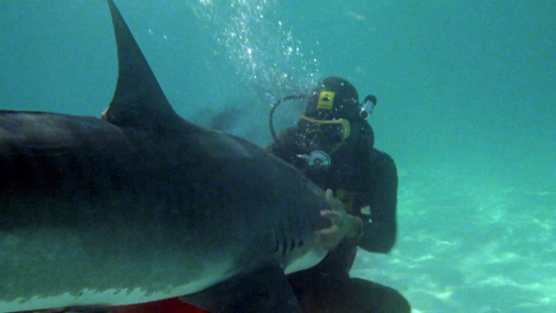The Shark Hunter