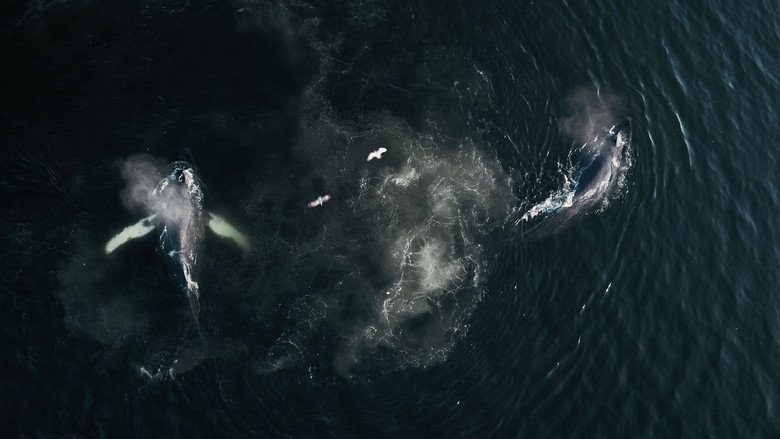 La Baleine et le Corbeau
