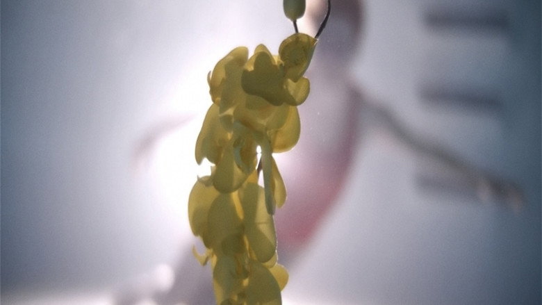 Upstream Color