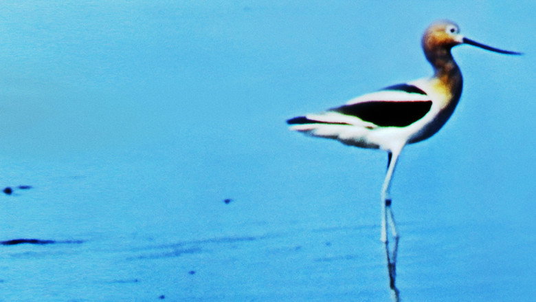 Water Birds