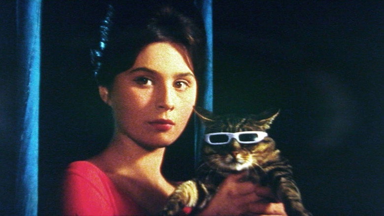 Un jour, un chat…