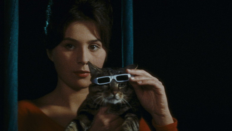 Un jour, un chat…