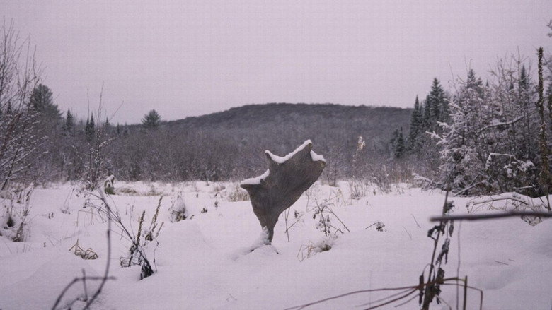 Wild Feast