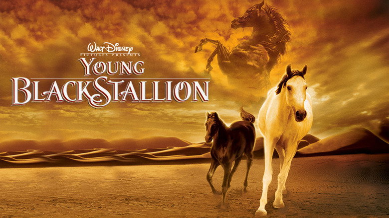 Young Black Stallion